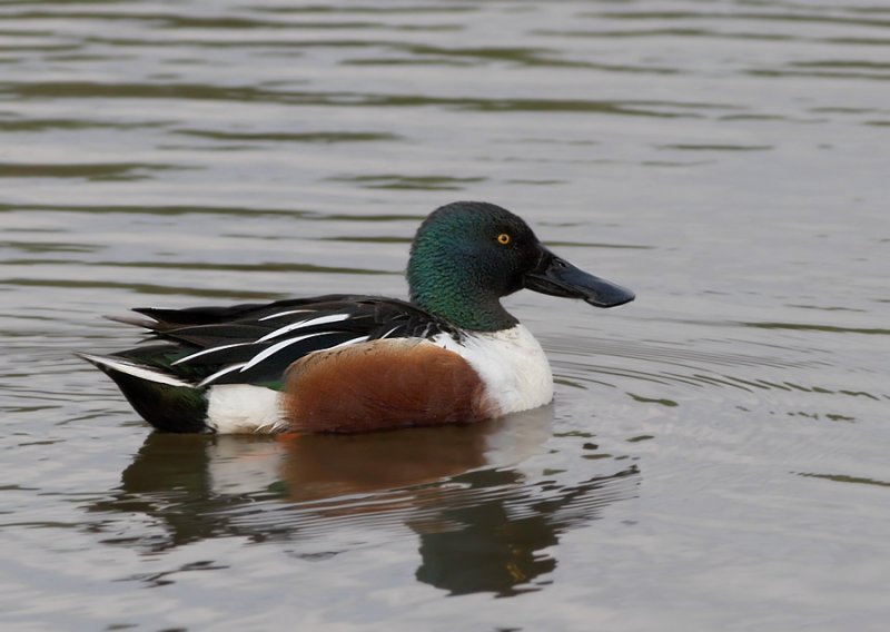 Slobeend - Northern Shoveler
