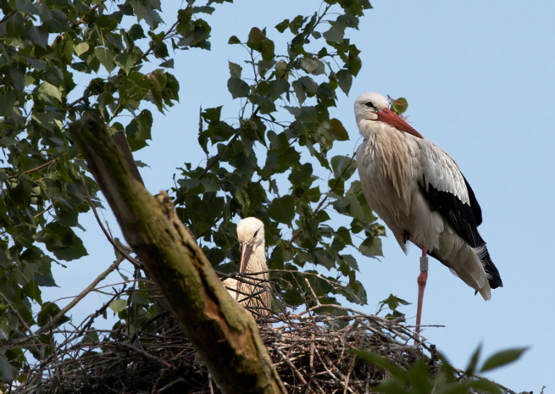 Ooievaar - White Stork
