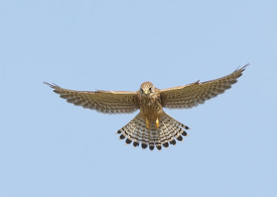 Torenvalk - Common Kestrel