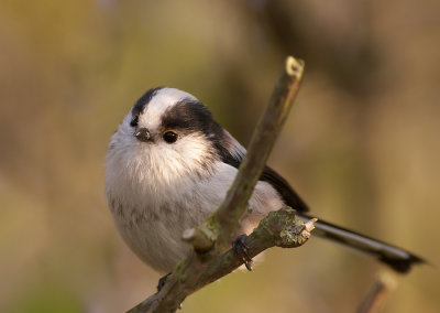 Staartmees - Long -Tailed Tit