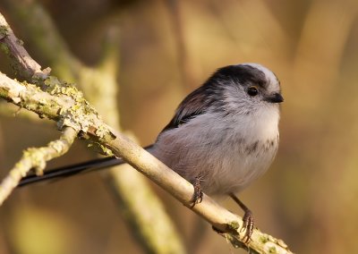 Staartmees - Long -Tailed Tit