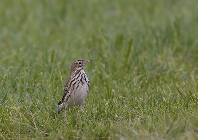 Graspieper - Meadow pipit