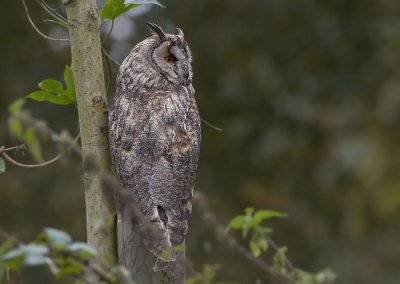 Ransuil - Long-eared-Owl