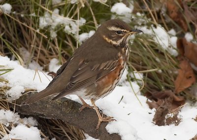 Koperwiek - Redwing