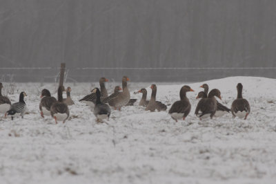 Grauwe gans en Brandgans  - Greylag Goose and  Barnacle Goose