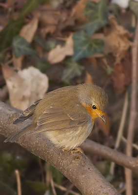 Roodborst - Robin