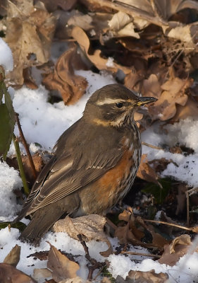 Koperwiek - Redwing