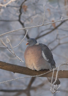 houtduif - Woodpigeon