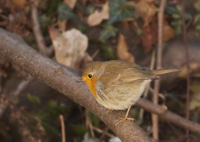Roodborst - Robin