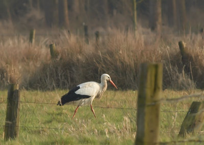 Ooievaar - White Stork