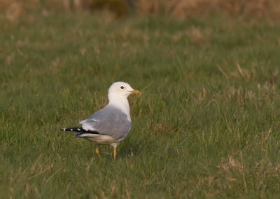 Stormmeeuw - Common Gull