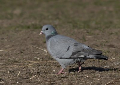 Holenduif - Stock Dove