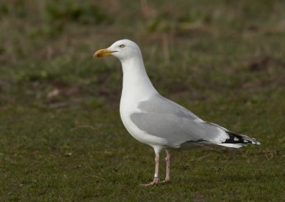 Zilvermeeuw - Herring Gull