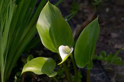 Slangenwortel - Calla palustris