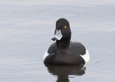 Kuifeend - Tufted Duck