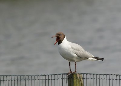 Kokmeeuw - Black Headed Gull