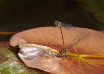 Vuurjuffer - Pyrrhosoma nymphula