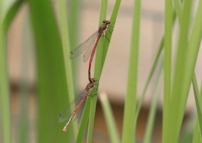 Vuurjuffer - Pyrrhosoma nymphula