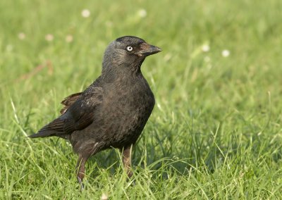 Kauw - Jackdaw