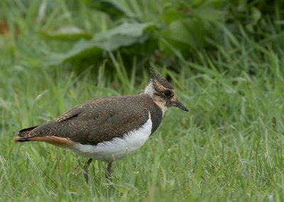 Kievit  - Lapwing