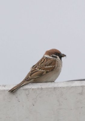 Ringmus  -  Tree Sparrow