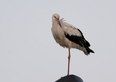Ooievaars - Storks