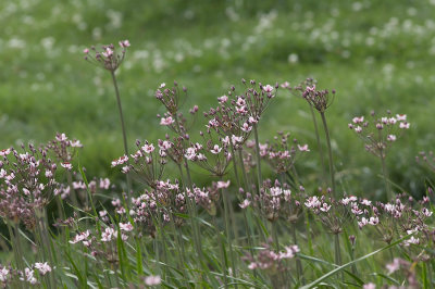 Zwanebloem - Butomus umbellatus