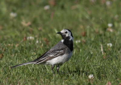 Witte Kwikstaart - Pied Wagtail