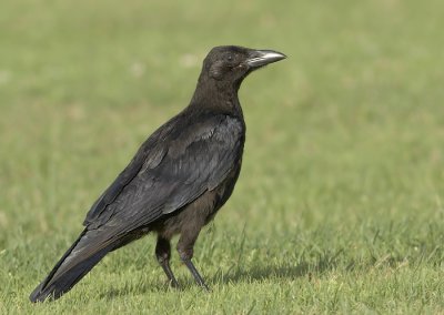 Zwarte -Kraai - Carrion Crow