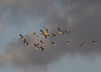 Grauwe Gans - Greylag Goose