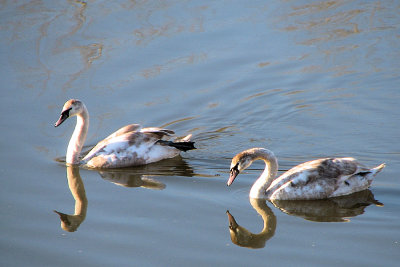 Knobbelzwaan  - Mute Swan