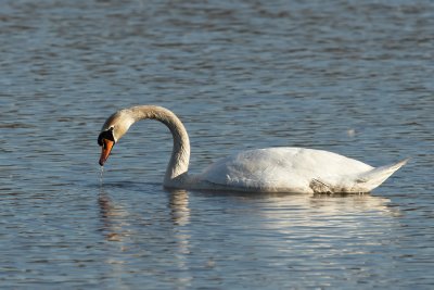 Knobbelzwaan - Mute Swan