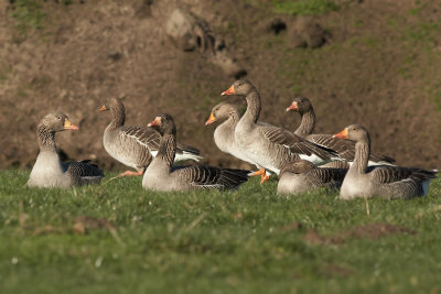 Grauwe gans - Greylag Goose
