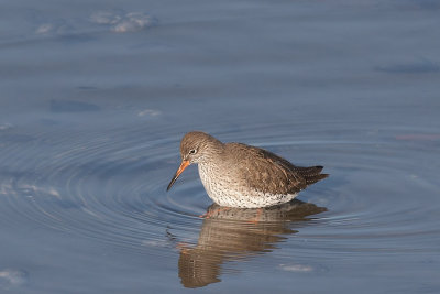 Tureluur - Common Redshank