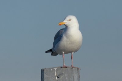 Zilvermeeuw - Herringgull