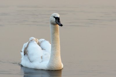Knobbelzwaan - Mute Swan