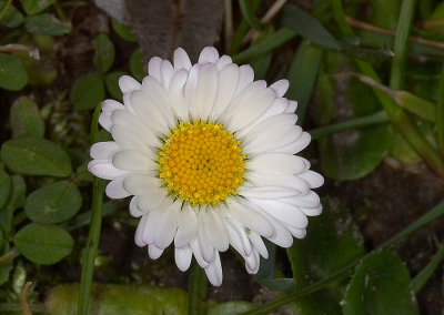 Madeliefje - Bellis perennis