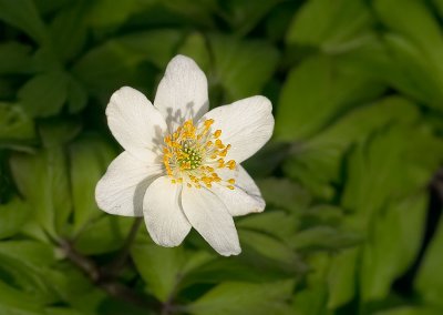 Bosanemoon - Anemone nemorosa