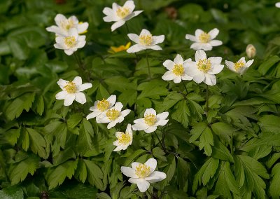 Bosanemoon - Anemone nemorosa