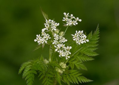 Fluitenkruid - Anthriscus sylvestris