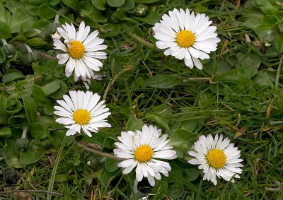 Madeliefje - Bellis perennis