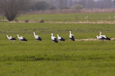 Ooievaar - White Stork