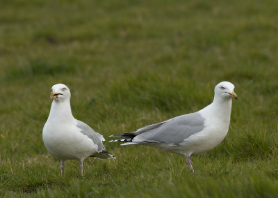Zilvermeeuw - Herring Gull