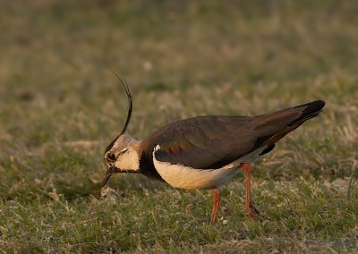 Kievit - Lapwing