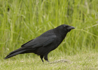 Zwarte -Kraai - Carrion Crow