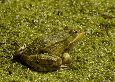 Groene Kikker - Edible Frog