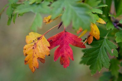 Red, Yellow & Green