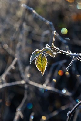 Remaing leaves