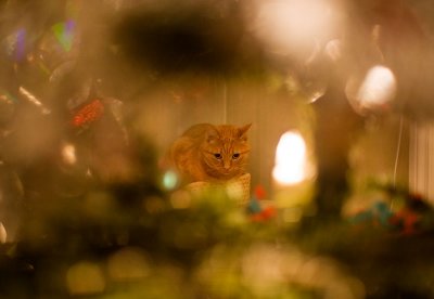 Cat through the Christmas tree