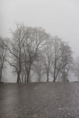 Trees on the icy hill